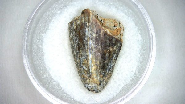 Mahajangasuchus Cretaceous Crocodilyform Tooth #13 - Image 2