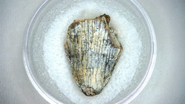 Mahajangasuchus Cretaceous Crocodilyform Tooth #13 - Image 3
