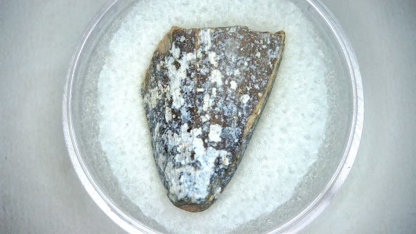 Mahajangasuchus Cretaceous Crocodilyform Tooth #14 - Image 2