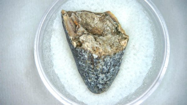 Mahajangasuchus Cretaceous Crocodilyform Tooth #14 - Image 3