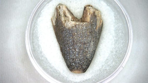Mahajangasuchus Cretaceous Crocodilyform Tooth #16 - Image 2
