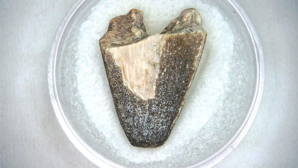 Mahajangasuchus Cretaceous Crocodilyform Tooth #16 - Image 3