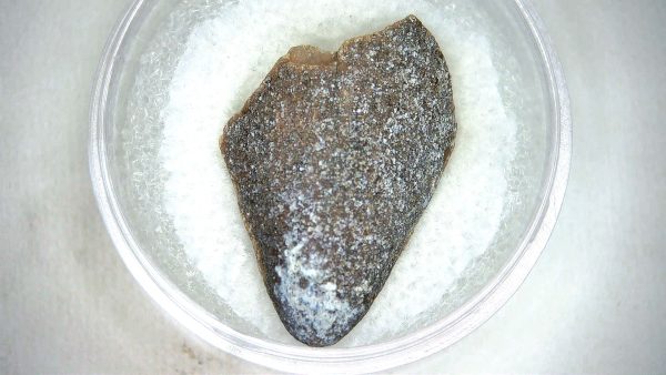 Mahajangasuchus Cretaceous Crocodilyform Tooth #17 - Image 2