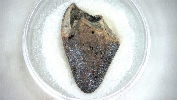 Mahajangasuchus Cretaceous Crocodilyform Tooth #17 - Image 3
