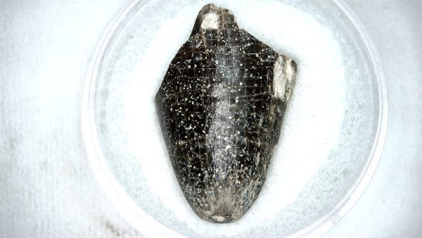 Mahajangasuchus Cretaceous Crocodilyform Tooth #18 - Image 2