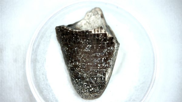Mahajangasuchus Cretaceous Crocodilyform Tooth #18 - Image 3