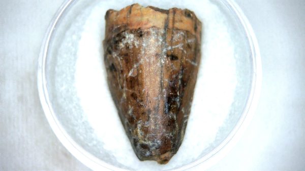 Mahajangasuchus Cretaceous Crocodilyform Tooth #19 - Image 2