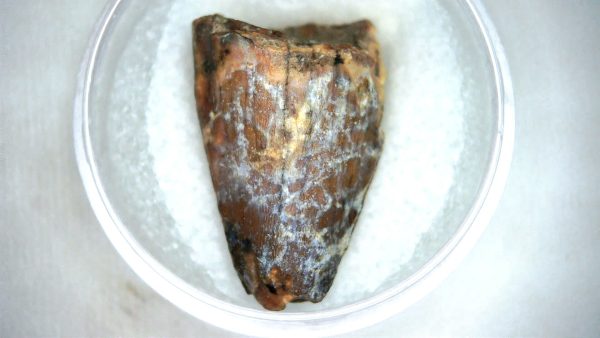Mahajangasuchus Cretaceous Crocodilyform Tooth #19 - Image 3