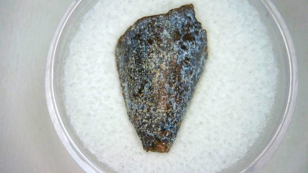 Mahajangasuchus Cretaceous Crocodilyform Tooth #2 - Image 2
