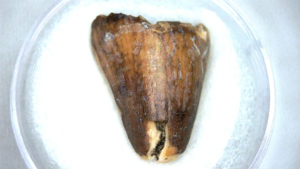 Mahajangasuchus Cretaceous Crocodilyform Tooth #20 - Image 2