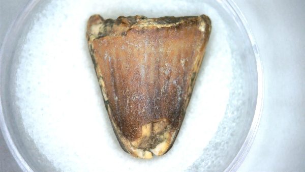 Mahajangasuchus Cretaceous Crocodilyform Tooth #20 - Image 3