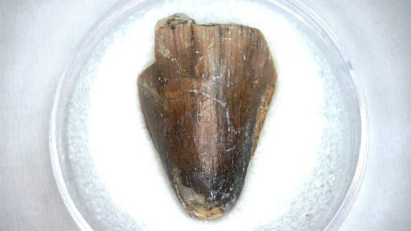 Mahajangasuchus Cretaceous Crocodilyform Tooth #21 - Image 2