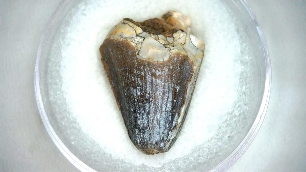 Mahajangasuchus Cretaceous Crocodilyform Tooth #21 - Image 3
