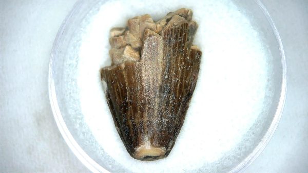 Mahajangasuchus Cretaceous Crocodilyform Tooth #22 - Image 2