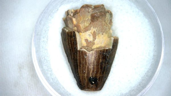 Mahajangasuchus Cretaceous Crocodilyform Tooth #22 - Image 3