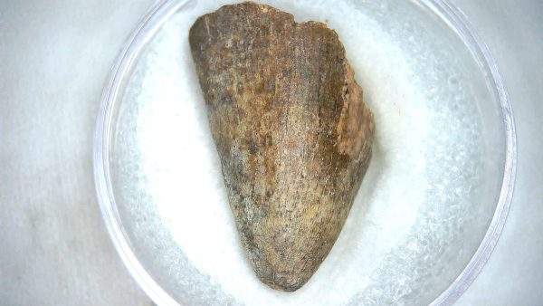 Mahajangasuchus Cretaceous Crocodilyform Tooth #23 - Image 2