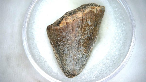 Mahajangasuchus Cretaceous Crocodilyform Tooth #23 - Image 3
