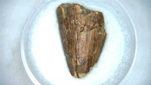 Mahajangasuchus Cretaceous Crocodilyform Tooth #24 - Image 2