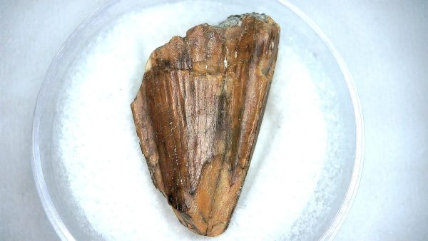 Mahajangasuchus Cretaceous Crocodilyform Tooth #24 - Image 3