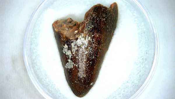 Mahajangasuchus Cretaceous Crocodilyform Tooth #25 - Image 2