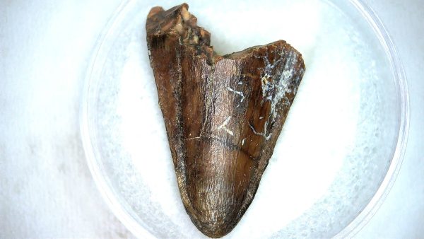 Mahajangasuchus Cretaceous Crocodilyform Tooth #25 - Image 3