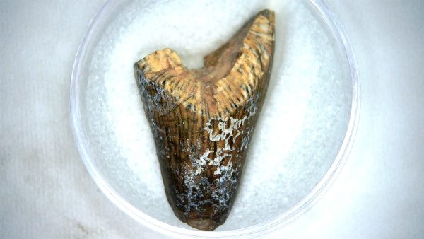 Mahajangasuchus Cretaceous Crocodilyform Tooth #26 - Image 2