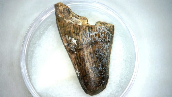 Mahajangasuchus Cretaceous Crocodilyform Tooth #26 - Image 3
