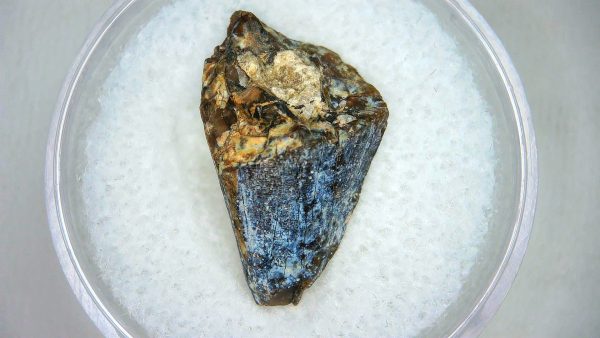 Mahajangasuchus Cretaceous Crocodilyform Tooth #2 - Image 3