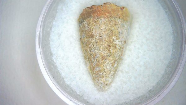 Mahajangasuchus Cretaceous Crocodilyform Tooth #4 - Image 2