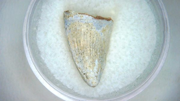 Mahajangasuchus Cretaceous Crocodilyform Tooth #4 - Image 3