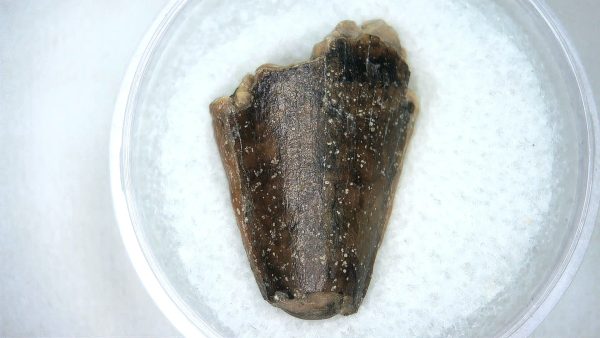 Mahajangasuchus Cretaceous Crocodilyform Tooth #5 - Image 2