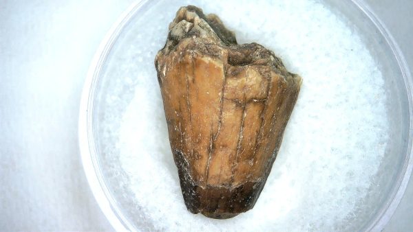 Mahajangasuchus Cretaceous Crocodilyform Tooth #5 - Image 3