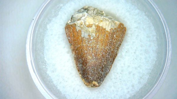 Mahajangasuchus Cretaceous Crocodilyform Tooth #6 - Image 2