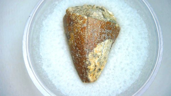 Mahajangasuchus Cretaceous Crocodilyform Tooth #6 - Image 3