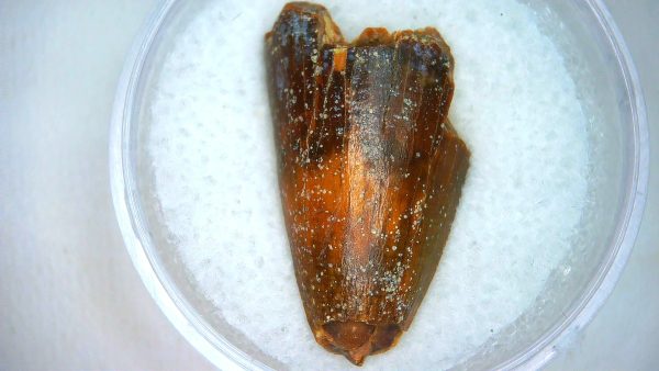 Mahajangasuchus Cretaceous Crocodilyform Tooth #7 - Image 2