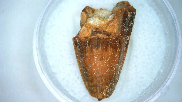Mahajangasuchus Cretaceous Crocodilyform Tooth #7 - Image 3