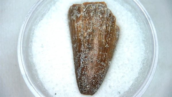 Mahajangasuchus Cretaceous Crocodilyform Tooth #9 - Image 2