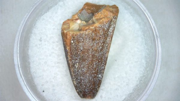 Mahajangasuchus Cretaceous Crocodilyform Tooth #9 - Image 3