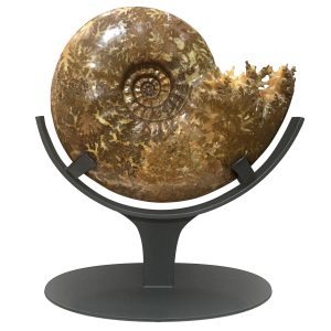 Genuine Cretaceous Age Pachydiscus Ammonite Fossil for Sale from Madagascar #1