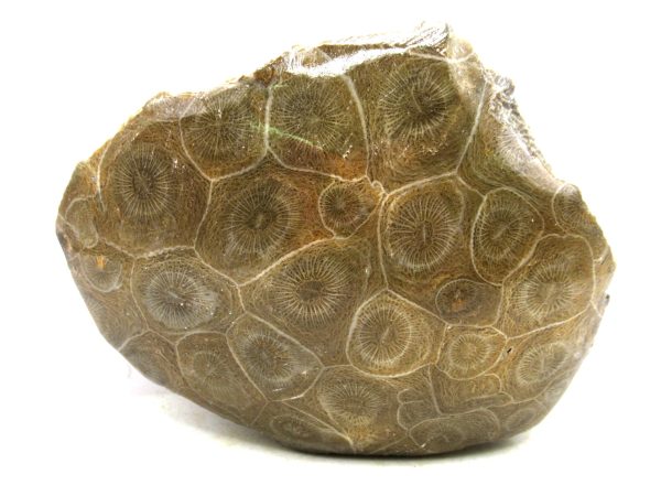Morocco Carboniferous Actinocyathus Rugose Coral 10 | Fossils for Sale General Carboniferous Age Actinocyathus Rugose Fossils from Morocco for Sale #10