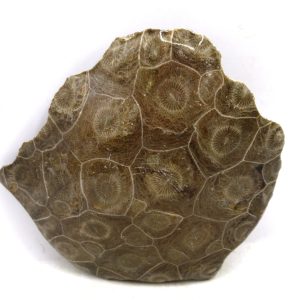 General Carboniferous Age Actinocyathus Rugose Fossils from Morocco for Sale #11