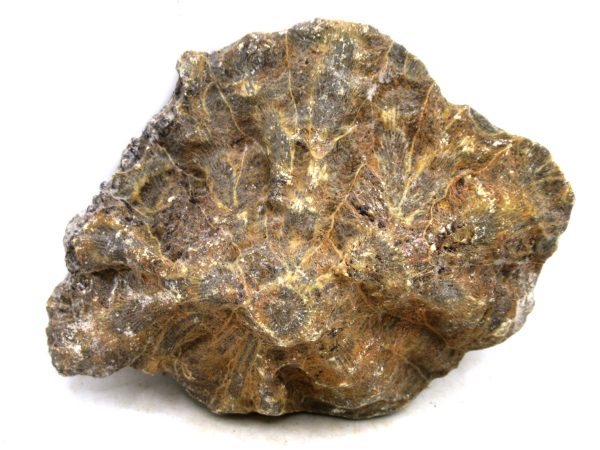 Morocco Carboniferous Actinocyathus Rugose Coral 12a | Fossils for Sale General Carboniferous Age Actinocyathus Rugose Fossils from Morocco for Sale #12a