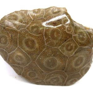 General Carboniferous Age Actinocyathus Rugose Fossils from Morocco for Sale #13