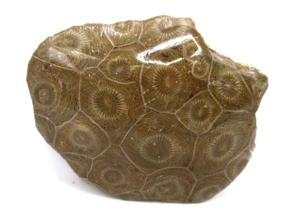 Morocco Carboniferous Actinocyathus Rugose Coral 13 | Fossils for Sale General Carboniferous Age Actinocyathus Rugose Fossils from Morocco for Sale #13