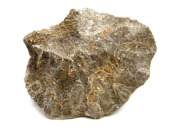 Morocco Carboniferous Actinocyathus Rugose Coral 13a | Fossils for Sale General Carboniferous Age Actinocyathus Rugose Fossils from Morocco for Sale #13a