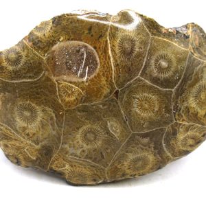 General Carboniferous Age Actinocyathus Rugose Fossils from Morocco for Sale #14