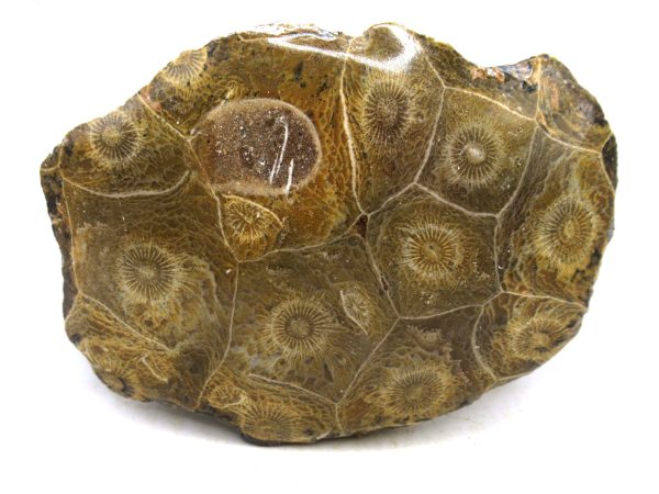 Morocco Carboniferous Actinocyathus Rugose Coral 14 | Fossils for Sale General Carboniferous Age Actinocyathus Rugose Fossils from Morocco for Sale #14