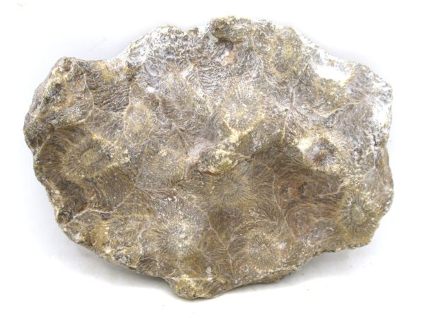 Morocco Carboniferous Actinocyathus Rugose Coral 14a | Fossils for Sale General Carboniferous Age Actinocyathus Rugose Fossils from Morocco for Sale #14a