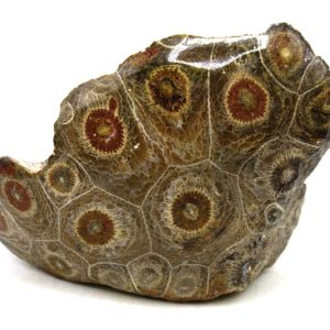 General Carboniferous Age Actinocyathus Rugose Fossils from Morocco for Sale #15