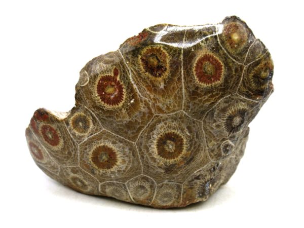 Morocco Carboniferous Actinocyathus Rugose Coral 15 | Fossils for Sale General Carboniferous Age Actinocyathus Rugose Fossils from Morocco for Sale #15